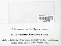 Puccinia schileana image